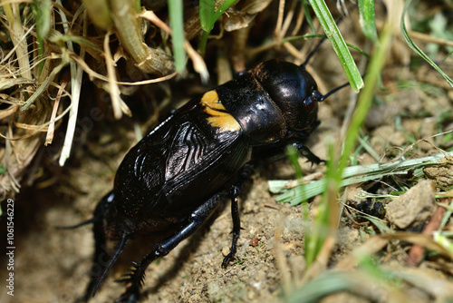 Macrophotography of head of insect field cricket