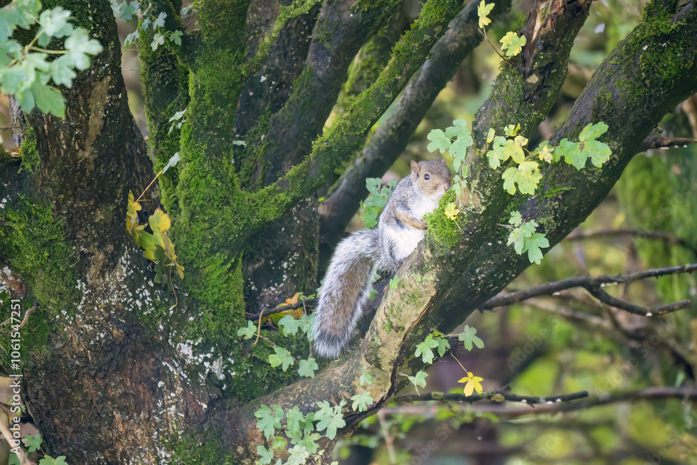 close-up of a grey squirrel (Sciurus carolinensis) sitting amongst small tree branches close-up of a grey squirrel (Sciurus carolinensis) sitting amongst small tree branches