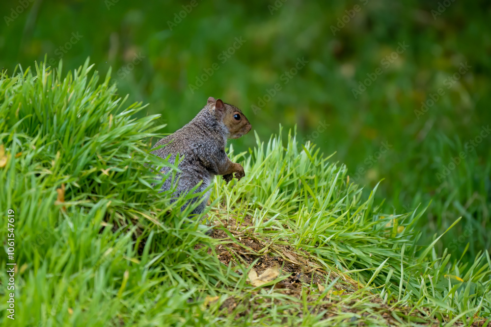 close-up of a feeding grey squirrel (Sciurus carolinensis) amongst vibrant green grass close-up of a feeding grey squirrel (Sciurus carolinensis) amongst vibrant green grass