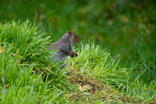 close-up of a feeding grey squirrel (Sciurus carolinensis) amongst vibrant green grass  photo