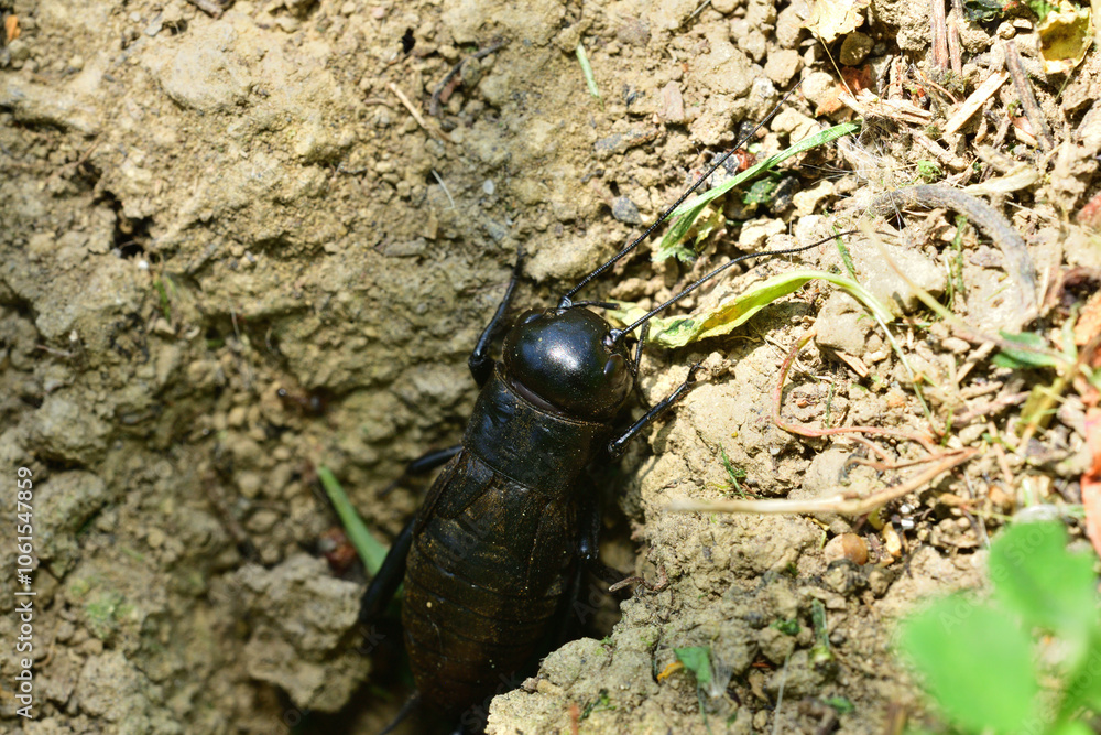 Macrophotography of head of insect field cricket