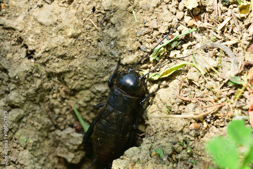 Obraz na płótnie Macrophotography of head of insect field cricket w salonie