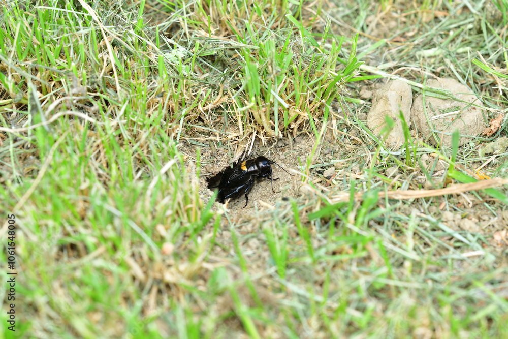 A Gryllus campestris sticks up its black head out of its hole in the ground A Gryllus campestris sticks up its black head out of its hole in the ground