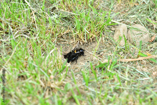 A Gryllus campestris sticks up its black head out of its hole in the ground photo