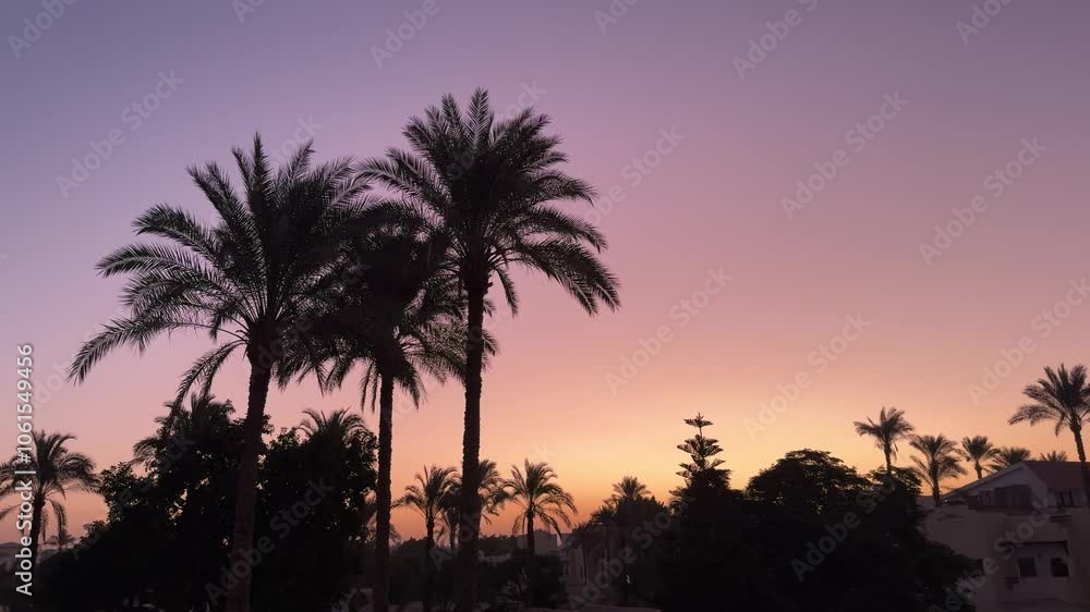 Silhouette of palm trees at sunset sunrise with place for text Silhouette of palm trees at sunset sunrise with place for text
