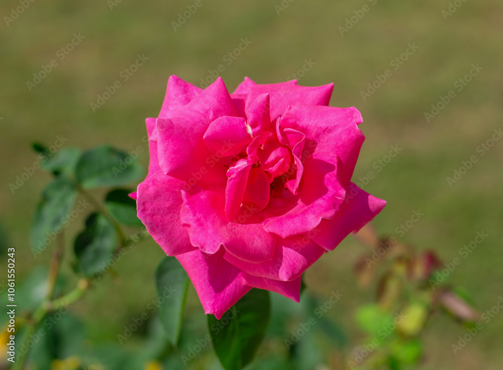The red rose stands out in the middle of the picture. Winter flowers The red rose stands out in the middle of the picture. Winter flowers