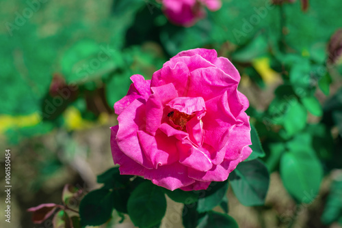 Pink flowers are prominent in the center of the picture. Winter flowers