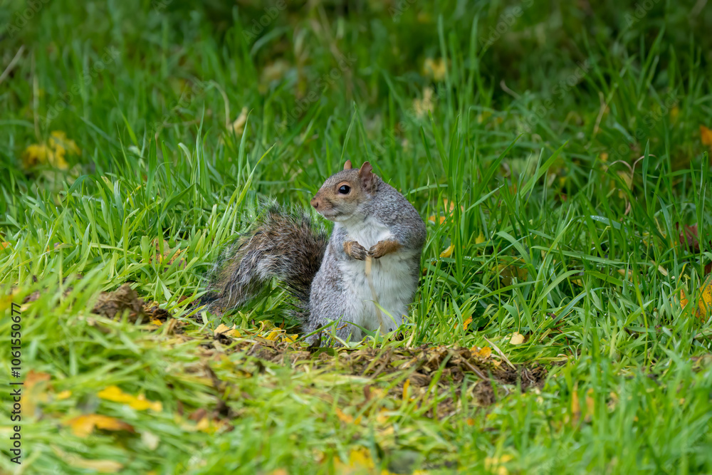 close-up of a feeding grey squirrel (Sciurus carolinensis) amongst vibrant green grass close-up of a feeding grey squirrel (Sciurus carolinensis) amongst vibrant green grass