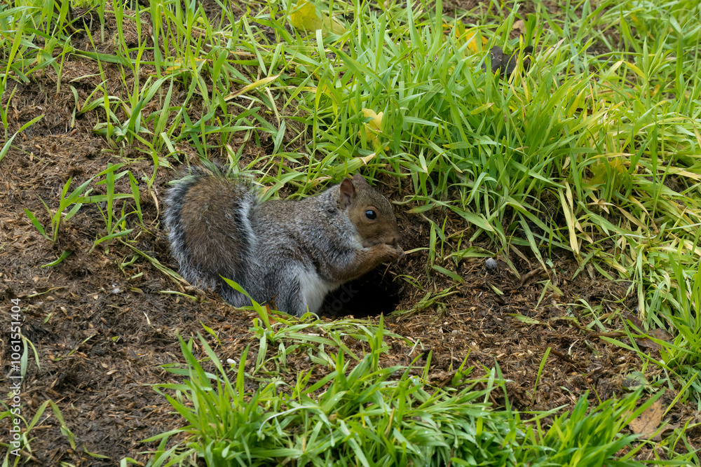 close-up of a feeding grey squirrel (Sciurus carolinensis) amongst vibrant green grass close-up of a feeding grey squirrel (Sciurus carolinensis) amongst vibrant green grass