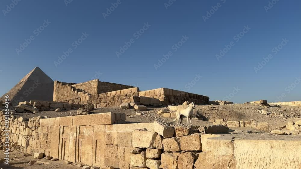 Gyza pyramid dogs panorama funny Gyza pyramid dogs panorama funny