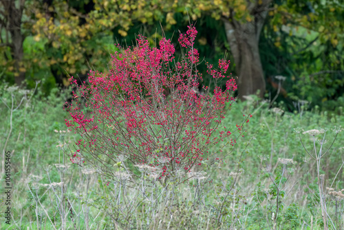 Spindle tree (Euonymus europaeus) full of beautiful bright pink seed pod capsules