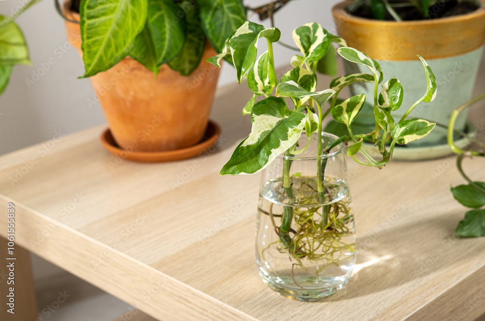 Propagated roots of Epipremnum aureum houseplant in water in glass vase. Indoor plants in ceramic pots on the table: Epipremnum and Syngonium. Indoor gardening, botany hobby. Propagated roots of Epipremnum aureum houseplant in water in glass vase. Indoor plants in ceramic pots on the table: Epipremnum and Syngonium. Indoor gardening, botany hobby.