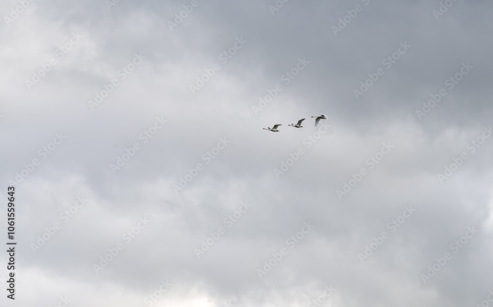 three white swans (Cygnus olor) in close flight, grey cloud sky three white swans (Cygnus olor) in close flight, grey cloud sky
