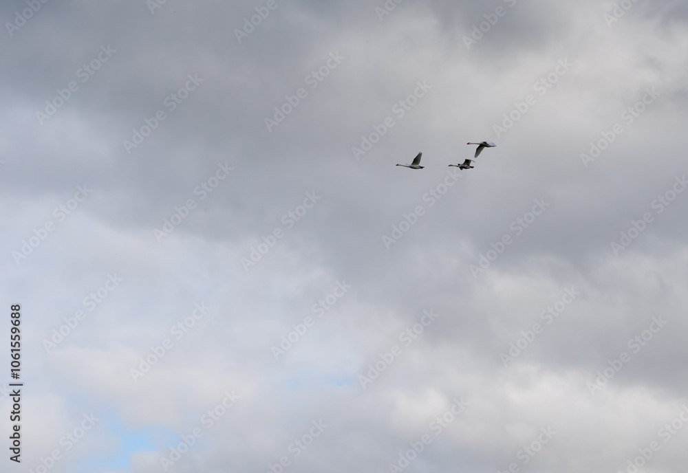 three white swans (Cygnus olor) in close flight, grey cloud sky three white swans (Cygnus olor) in close flight, grey cloud sky