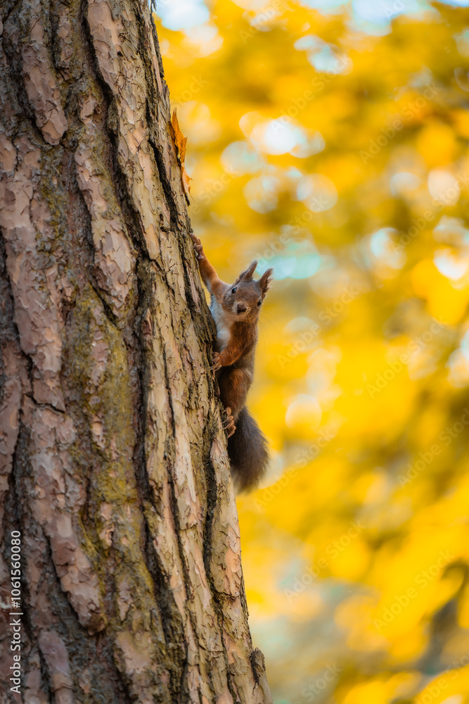 Obraz premium Curious Red Squirrel Observes from a Tree Amidst Autumn Colors in the Forest