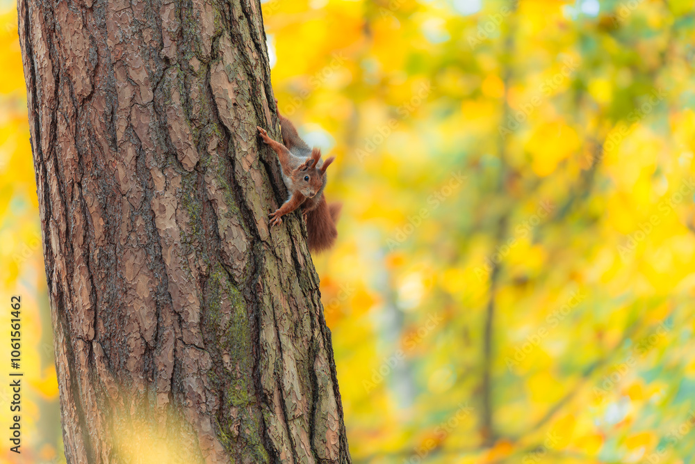 Obraz premium Curious Red Squirrel Observes from a Tree Amidst Autumn Colors in the Forest