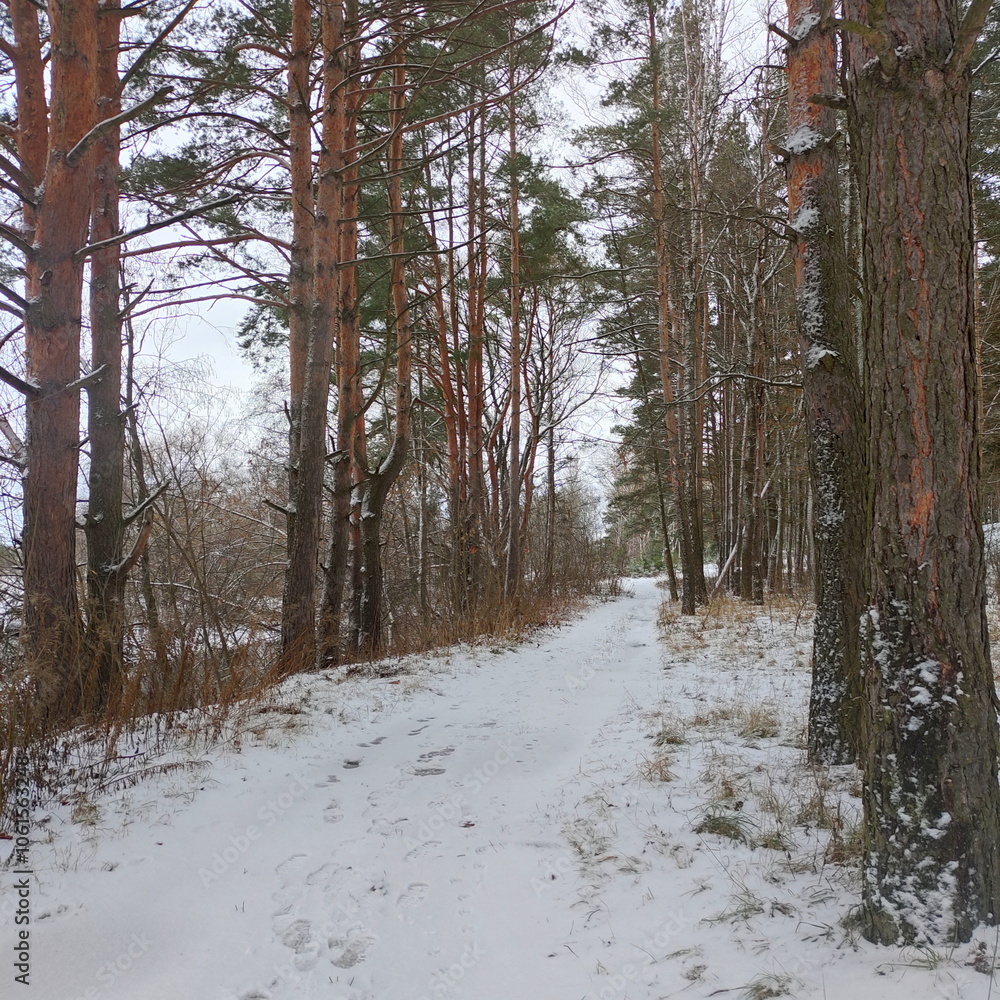 Snow covered road in a winter forest