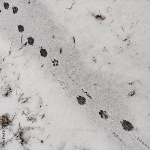 Obraz na płótnie Animal tracks on a snowy winter road w salonie