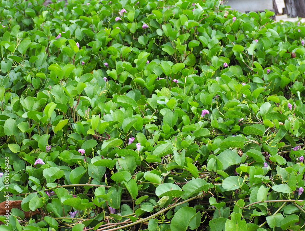 Goat’s foot creeper, Beach morning glory is herbaceous plant with creeping stem along the ground, resistant to drought, often found on sandy beaches or along seashore, The flowers are light purple.
Goat’s foot creeper, Beach morning glory is herbaceous plant with creeping stem along the ground, resistant to drought, often found on sandy beaches or along seashore, The flowers are light purple.