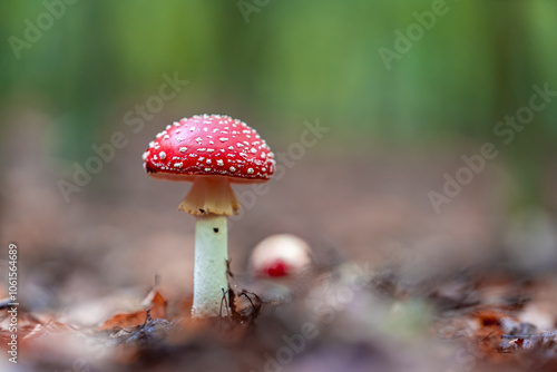 Fotografi Fly Agaric Mushroom Growing in an Autumn Forest Scene