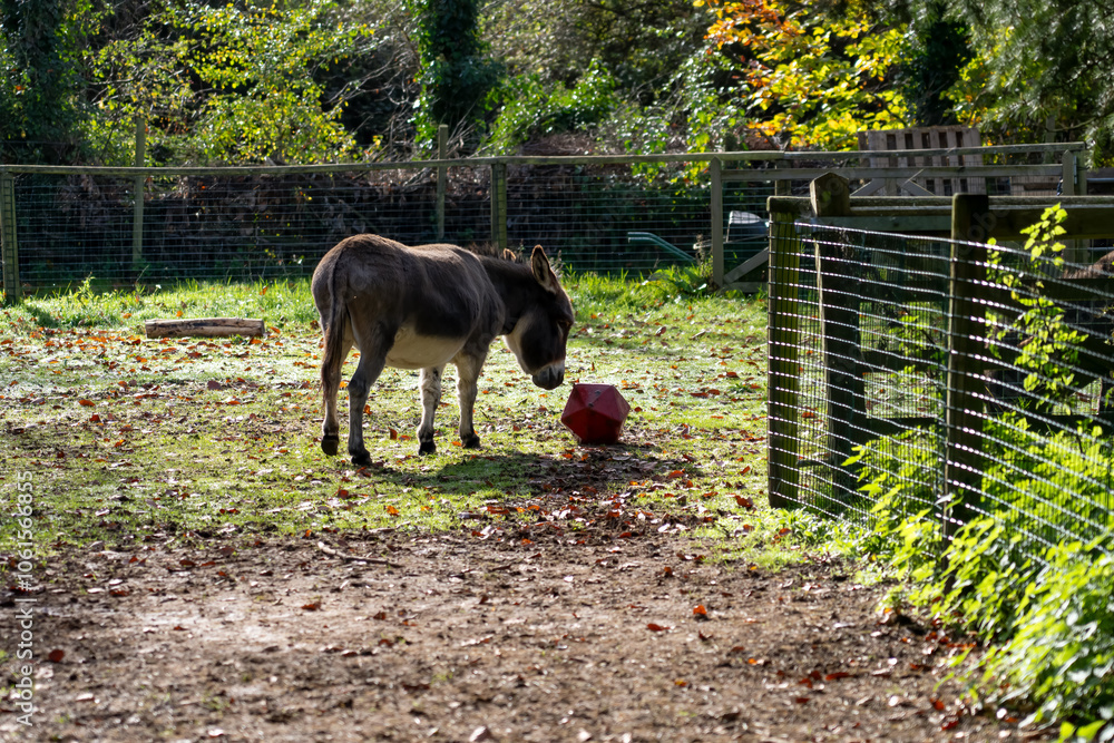 a donkey pushing a feed ball around a paddock