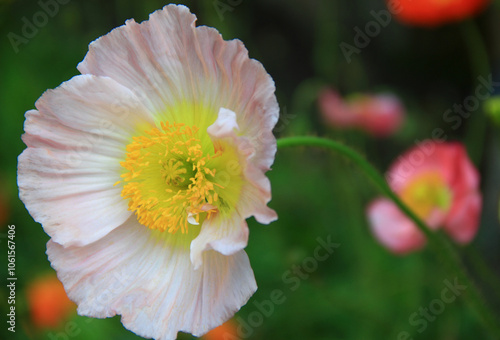 Close-up photo of a large white flower with the yellow middle part on a blurred background