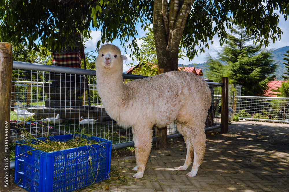 Fototapeta premium A fluffy white alpaca stands near a blue crate, eating grass and looking directly at the camera. The scene includes a fenced outdoor area with trees and other animals in the background