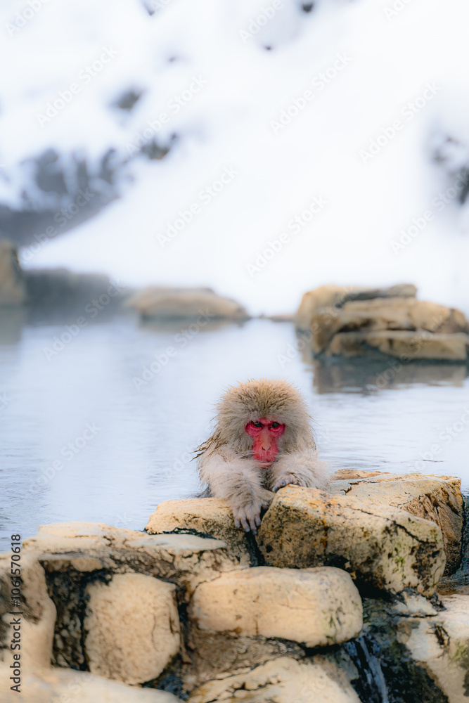Obraz premium 温泉に浸かる日本猿