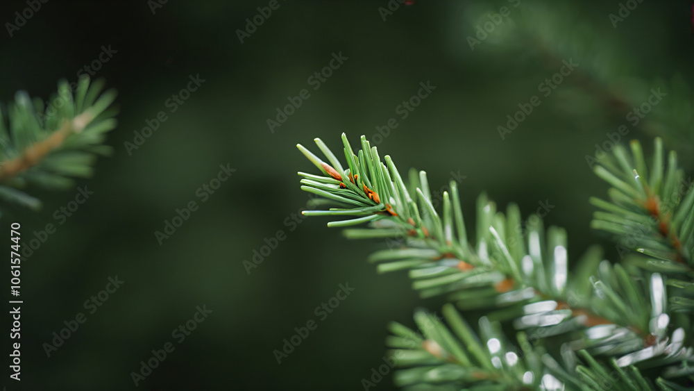 close up of a pine tree close up of a pine tree