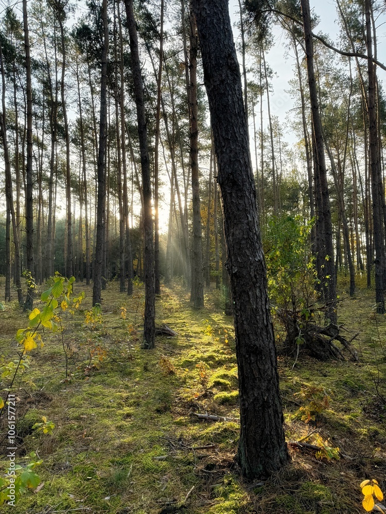 Fototapeta premium Autumn forest in the morning - beginning of a new day
