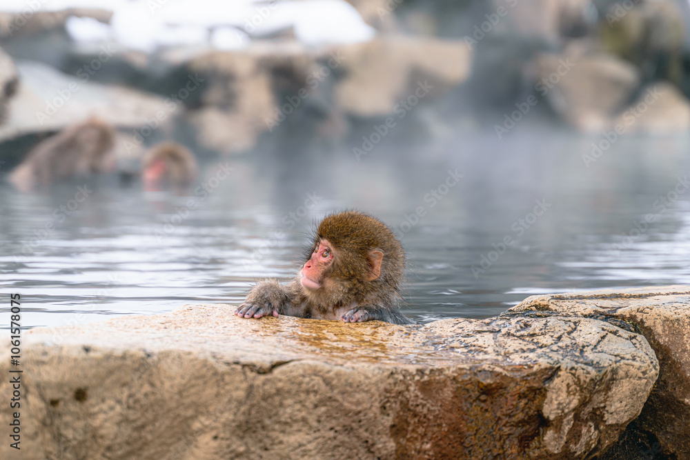 Obraz premium 温泉に浸かる日本猿