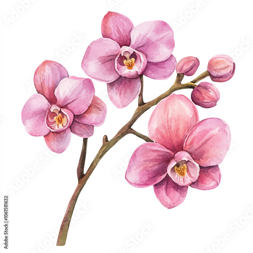 Orchid flower watercolor clipart illustration isolated