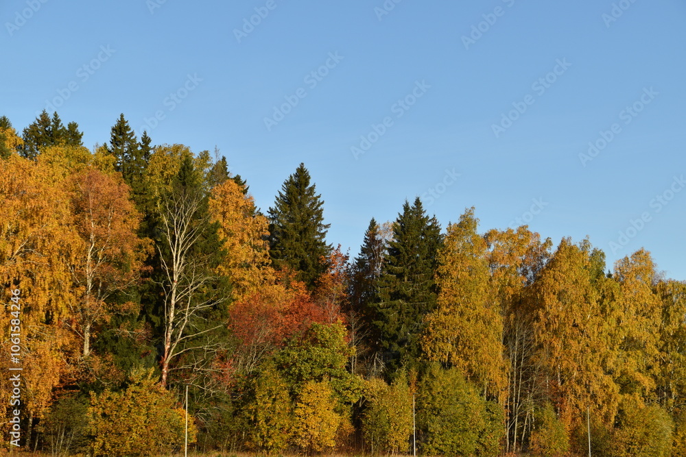 Fototapeta premium A Mixed Forest In Sunny Autumn Day