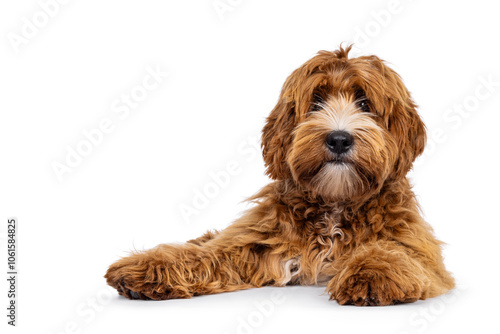 Adorable young labradoodle dog pup with white spots, laying down facing front. Looking towards camera. Isolated on a white background.