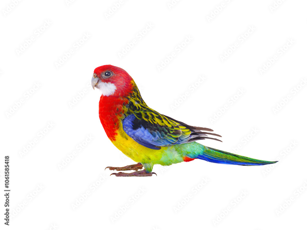 Fototapeta premium parrot Rosella parrot isolated on white background