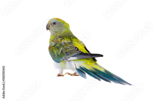 female parrot (haematonotus psephotus) isolated on white background photo