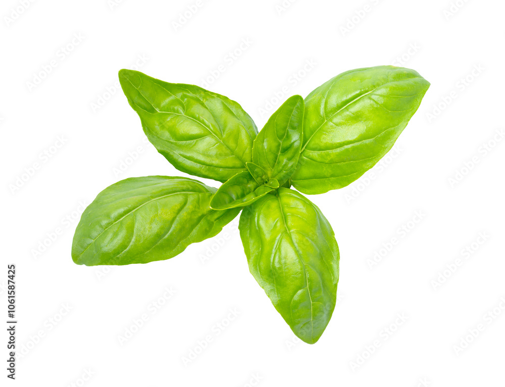 Fototapeta premium Basil leaves, isolated on white background. Basil leaf with clipping path.