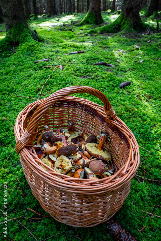Basket Full of Mushrooms in an Autumn Forest on a Beautiful Fall Day Basket Full of Mushrooms in an Autumn Forest on a Beautiful Fall Day