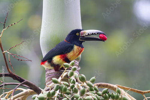 Collared Aracari