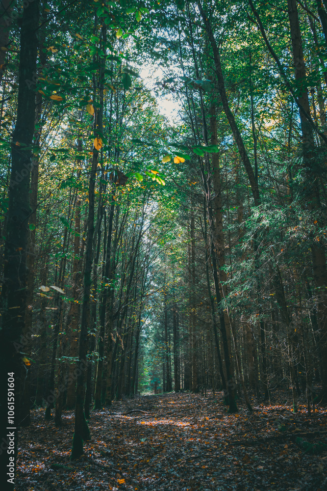 Obraz premium Forest Path Covered with Fallen Leaves in a Dark Autumn Woodland