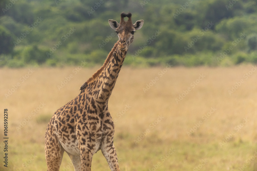 Obraz premium Giraffe