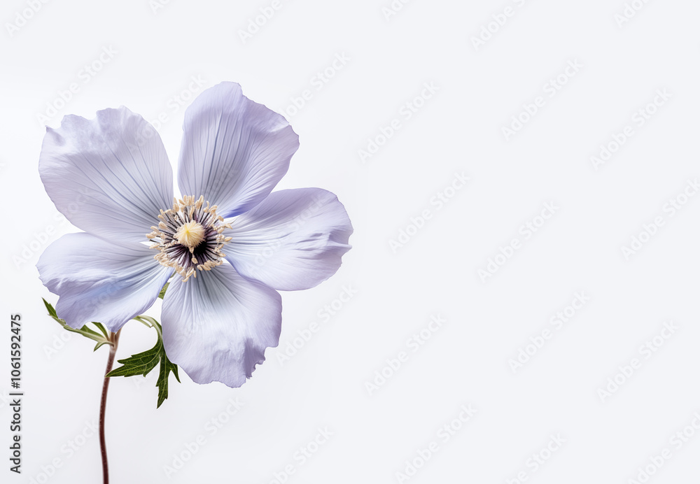 Fototapeta premium A beautiful bouquet of fresh spring colorful pastel flowers, flat lay on a white background. Text space available for beautiful fresh and dry flowers on a white background in a flat lay.