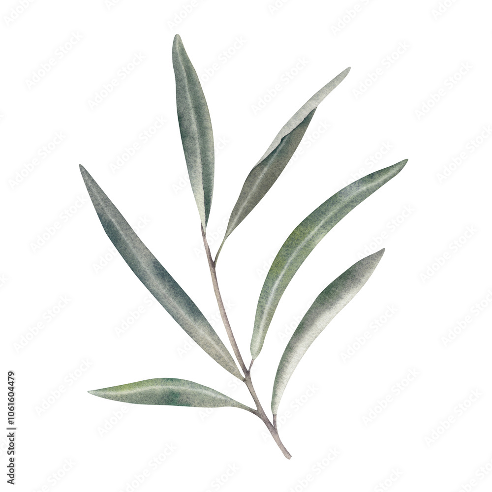 Obraz premium An olive branch on a white background. Palm, laurel branch with green leaves. A botanical illustration, hand-drawn in watercolor. Mediterranean fruits and berries. Clipart for olive oil labels.