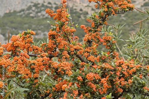 Firethorn bush (Pyracantha coccinea). Greece. Europe. photo