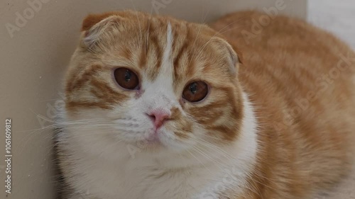 Wallpaper Mural cute adorable white orange cat look at the camera Torontodigital.ca