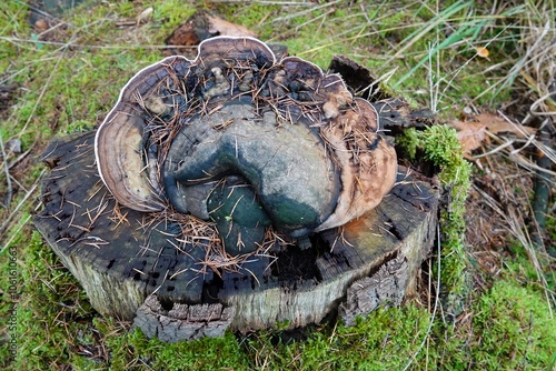 Closeup on a Ganoderma lipsiense artist's conk Bracket Fungus on Tree Stump in Forest photo