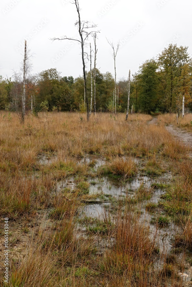 Wetland Landscape with Grassy Patches and Puddles Wetland Landscape with Grassy Patches and Puddles