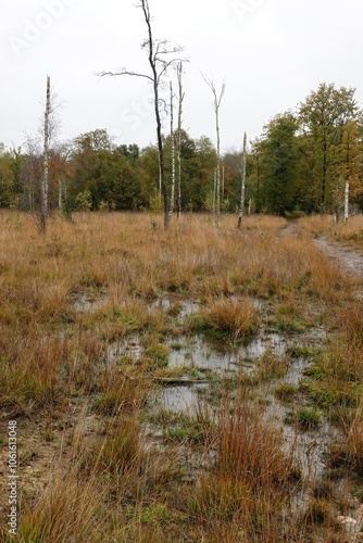 Wetland Landscape with Grassy Patches and Puddles photo