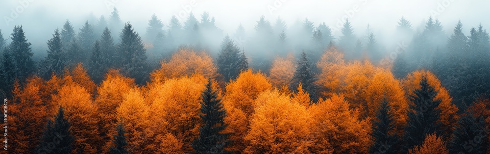 Fototapeta premium Aerial view of an autumn forest landscape with golden trees and rolling hills