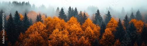 Aerial view of an autumn forest landscape with golden trees and rolling hills